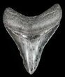 Beautiful, Serrated, Megalodon Tooth #51137-1